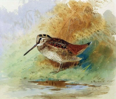 Woodcock At Water S Edge 1898