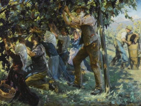 حصاد النبيذ في تيرول 1901