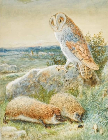 The Barn Owl And Hedgehogs