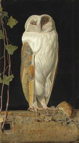 흰 올빼미 1856
