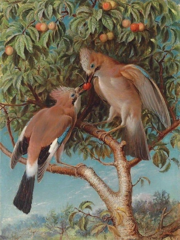Zwei Eichelhäher auf einem Kirschbaum, ca. 1860
