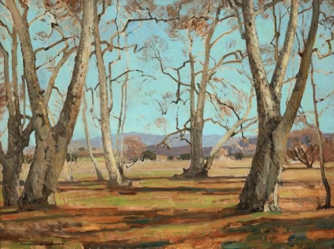 梧桐树，1915 年