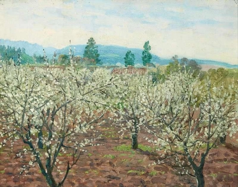 Pflaumenblütenzeit in Saratoga 1937