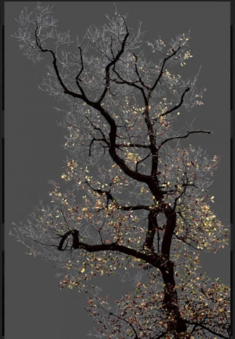 ارمان ن 17 سلسلة الأشجار المظلمة