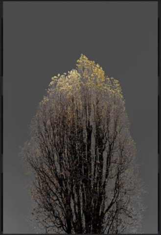أرمان ن 22 سلسلة الأشجار المظلمة
