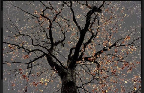 أرمان ن 25 سلسلة الأشجار المظلمة