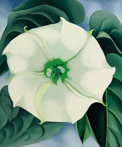 Jimson Weed - Fiore bianco numero 1