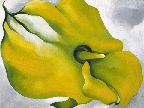 黄色马蹄莲 1926