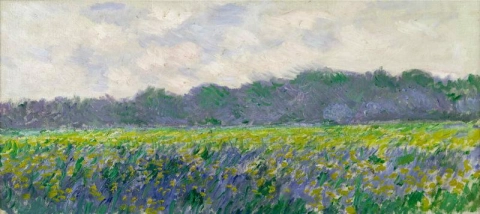 Fält av gul iris
