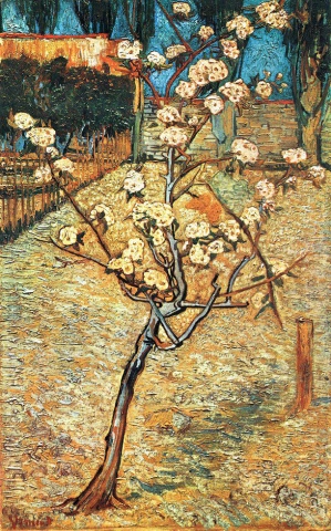 Birnbaum in Blüte