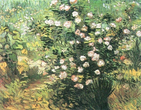 Blühender Rosenstrauch