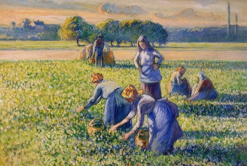 Pea picking