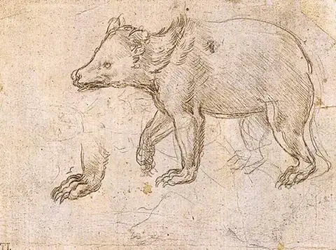 Study of a Bear Walking