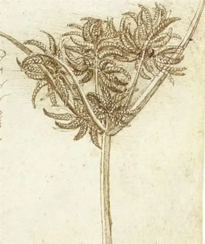 Sedge c.1510