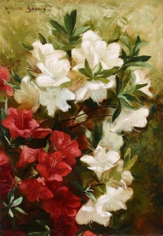 Azaleas