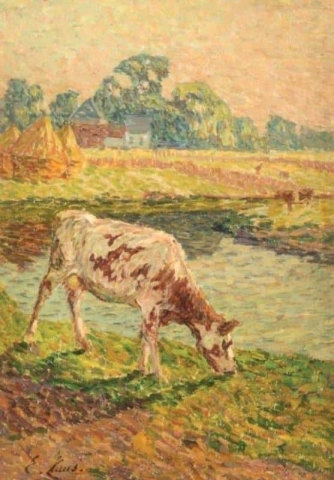 Vache Au Bord De La Lys