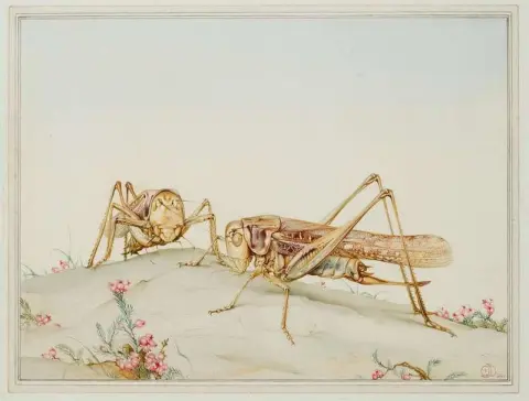 The Spanish Copris And Ovoids 1920