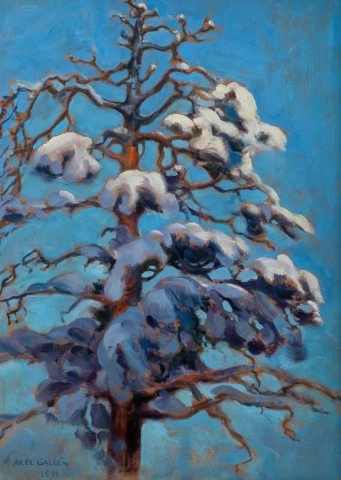 Snöig tall 1899