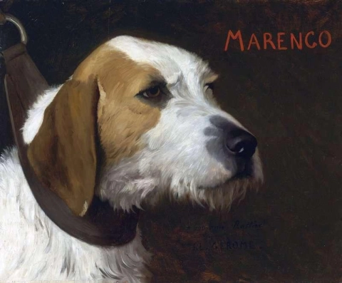 Marengo