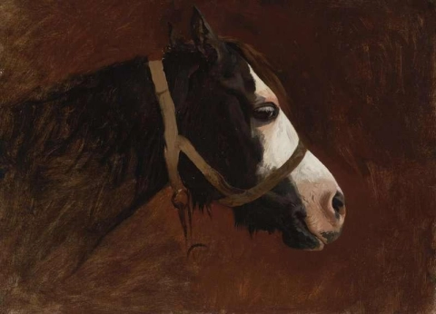 Profile Of A Horse