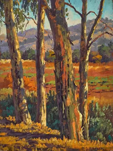 Paisagem de eucalipto de verão