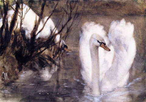 dos cisnes