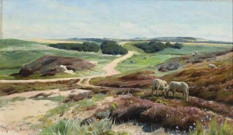 Een zicht op grazende schapen op de heide nabij S By met Gjeddebjerget in de verte 1922