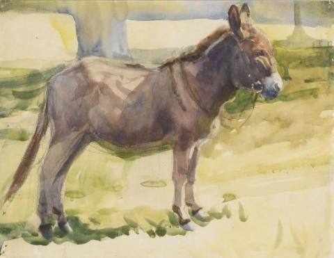 Een ezel