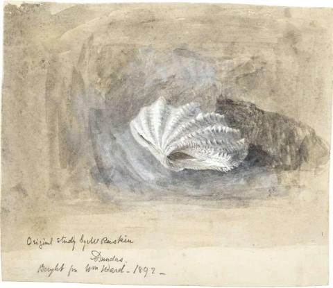 Studie van een schelp ca. 1870