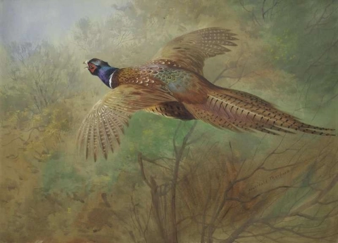 Pheasant In Flight