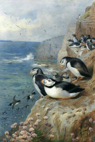 Puffins And Razor Bills 1911