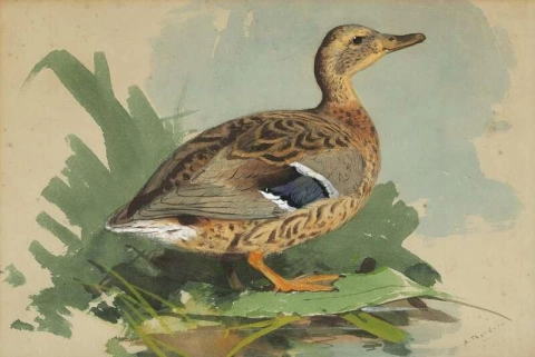 Study Of A Mallard 1884