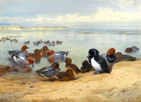 Teal Tufted Ducks And Widgeon 1912