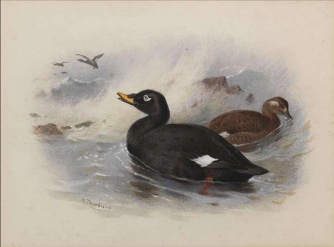 Velvet Scoter