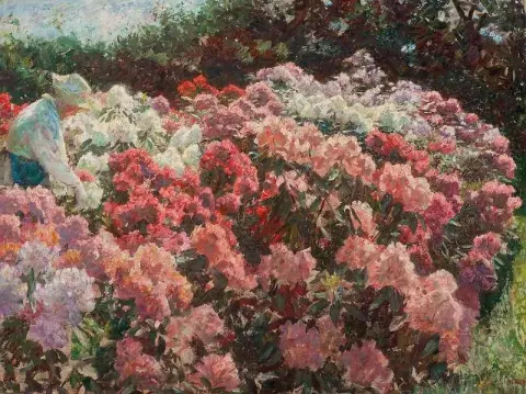 Rhododendron I Tuxen S Garden