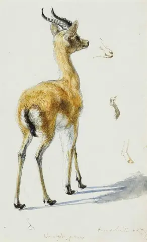 دراسة الظبي