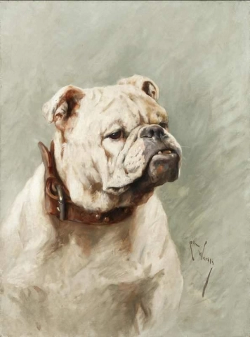 Bulldog