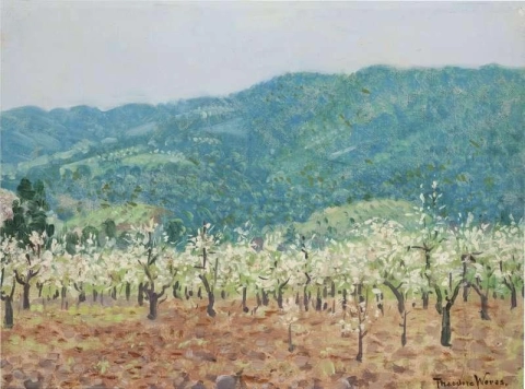 Orchard In The Mountains Of Saratoga California