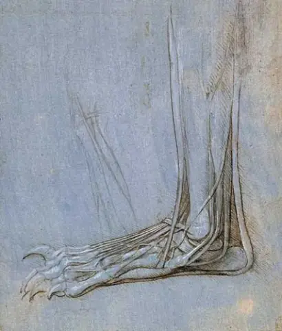 L'anatomie d'un pied