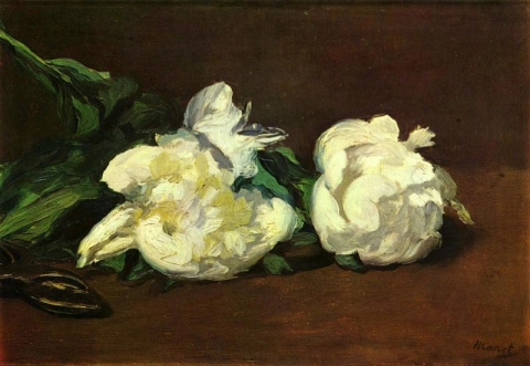 Still Life With White Peonies