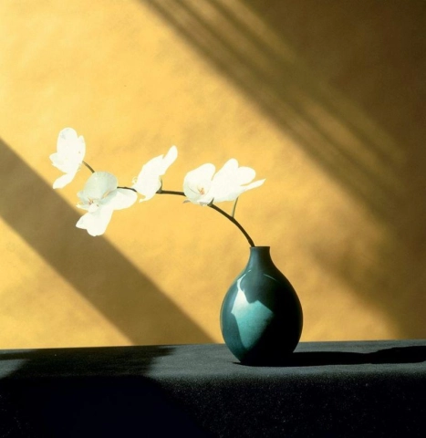 Robert Mapplethorpe, orquídea, 1946-1989