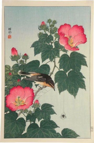 Ohara Koson Fliegenfänger auf Rosenmalve, Spinne beobachtend, um 1932