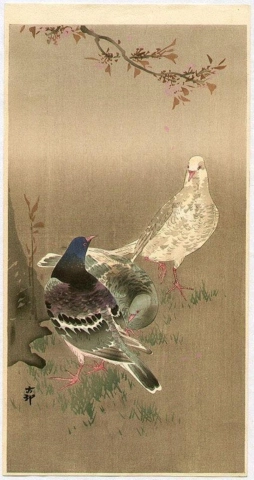 Piccioni di Ohara Koson sotto il ciliegio