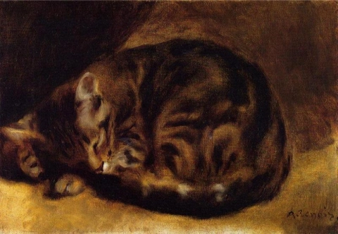 sleeping cat